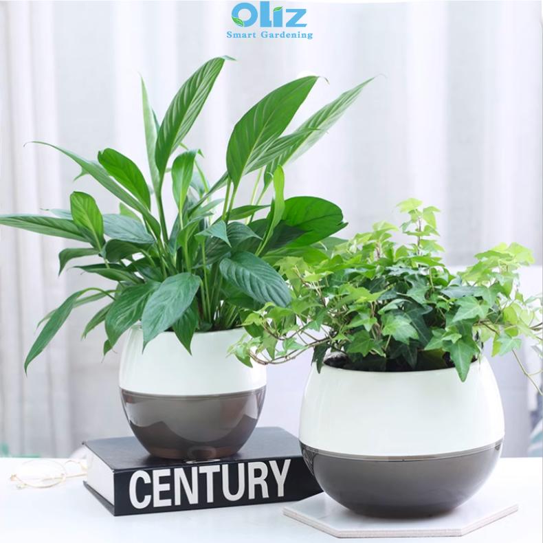 Chậu cây để bàn Oliz I0. Chậu trồng cây tự tưới nước cho cây