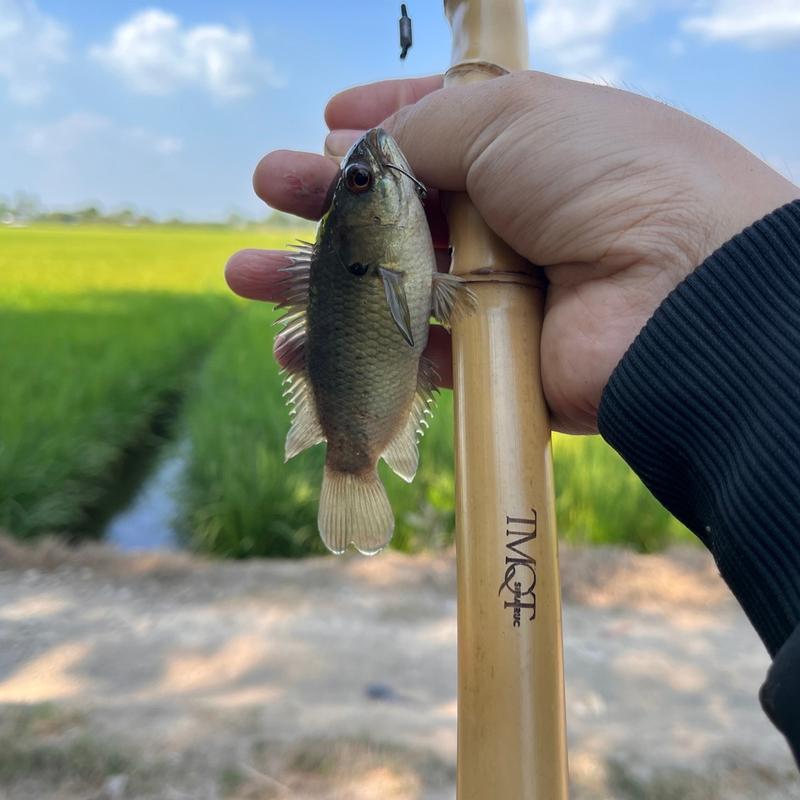 Lưỡi rô Nhật chính hãng (lưỡi trứng rùa) câu cá rô, cá trê, cá phi 7