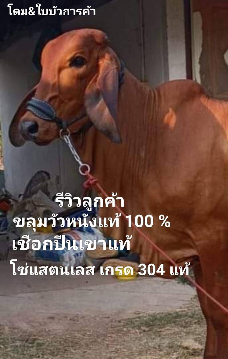 Product Introduction of ขลุมวัวหนังแท้ 100%เชือกปีนเขาแท้100% โซ่แสตนเลส เกรด 304 แท้100 %ขลุมวัว เม่าวัว เค่าวัว แบบประกับ 7