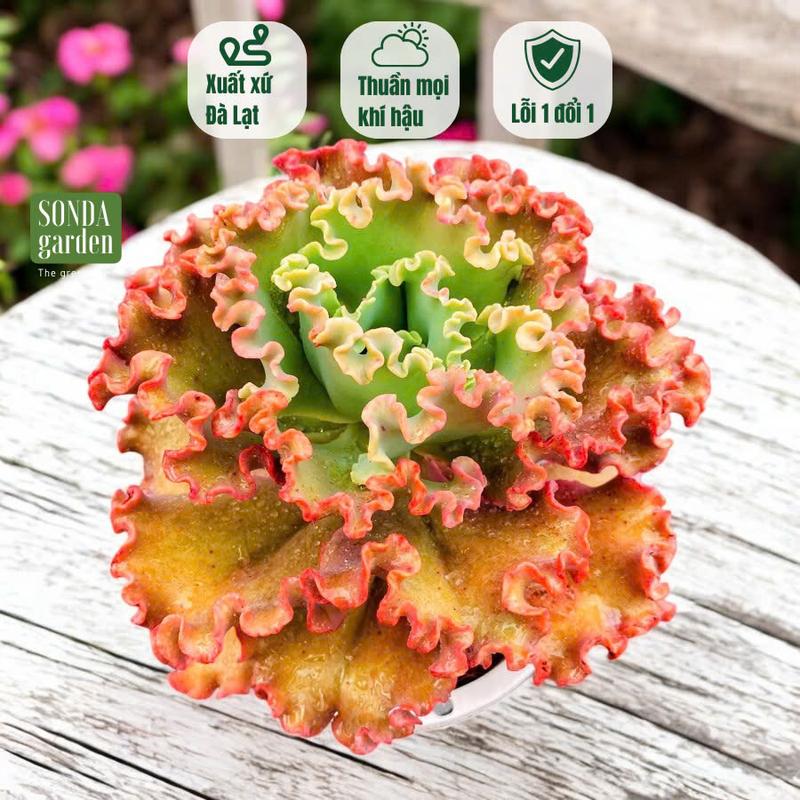 Sen đá bắp cải vạn lý size đại 20-25cm Sonda garden xuất xứ Đà Lạt cây cảnh trang trí nhà cửa lỗi 1 đổi 1