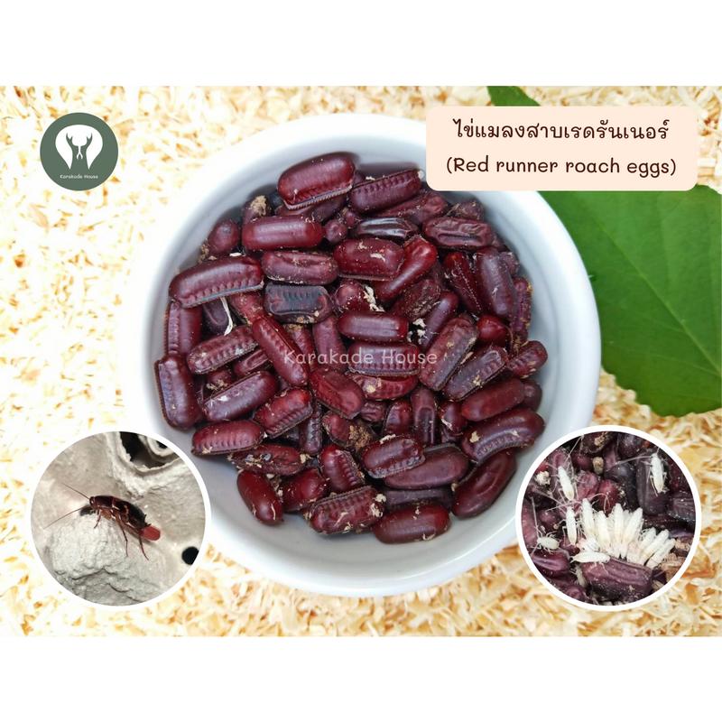 COD ไข่แมลงสาบเรดรันเนอร์ (Red runner cockroach eggs) อาหารสัตว์ ...