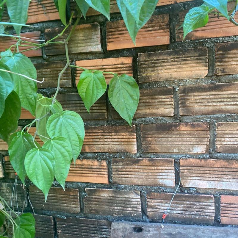 Lá Trầu Không Xanh  Đồng Nai - Xông Hơ Tắm Thiên Nhiên cho Mẹ và Bé 8