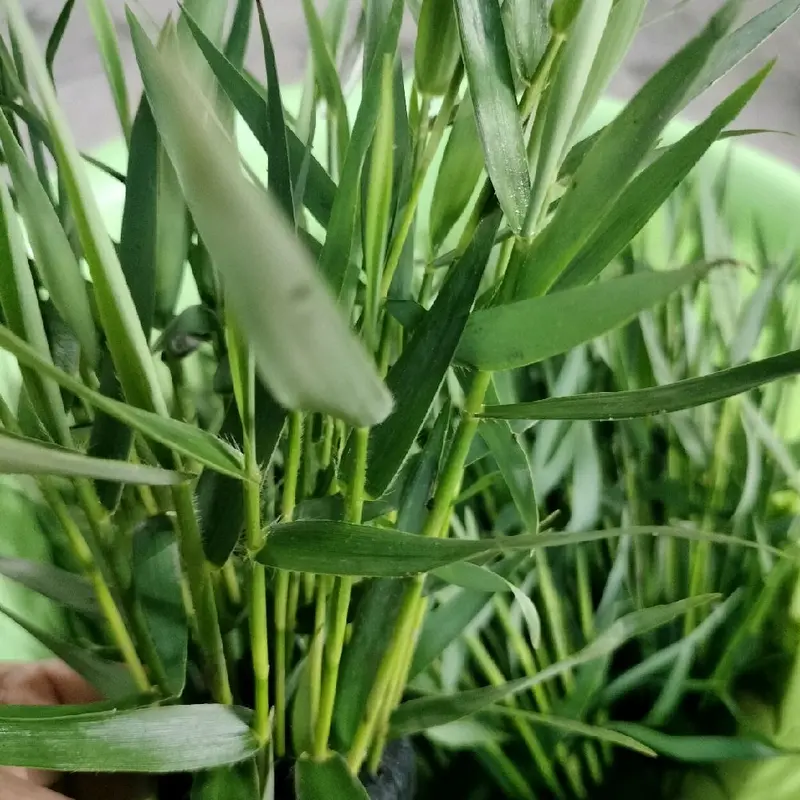 Tre nước gắn sẵn giá thể dinh dưỡng ( tặng 1 bịch bèo tai chuột) . 1