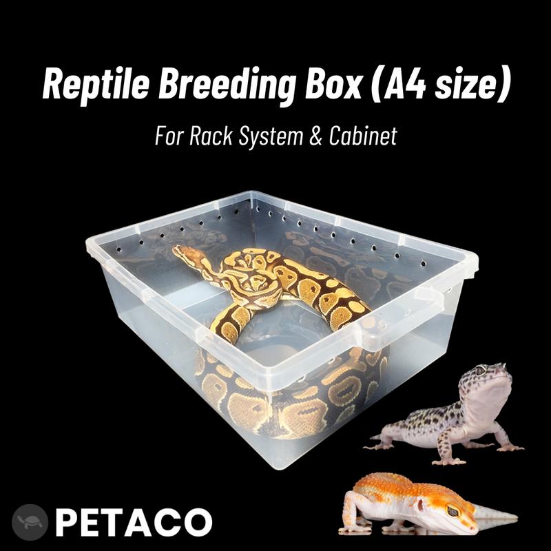 [A6&A4 Size] Reptile Breeding Box Gecko Rack System containe - TikTok ...