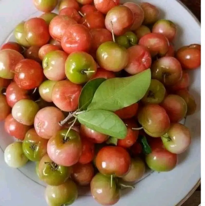CÂY SƠ RY (CÂY GIỐNG SƠ RY NGỌT ) 5