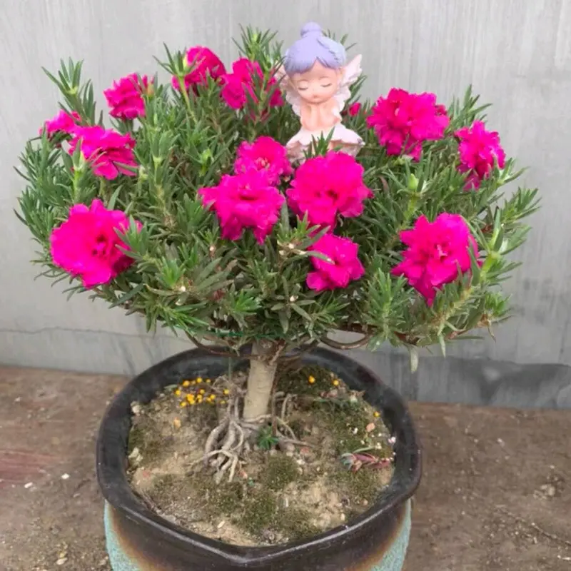 gốc hoa mười giờ Trung Quốc bonsai 4