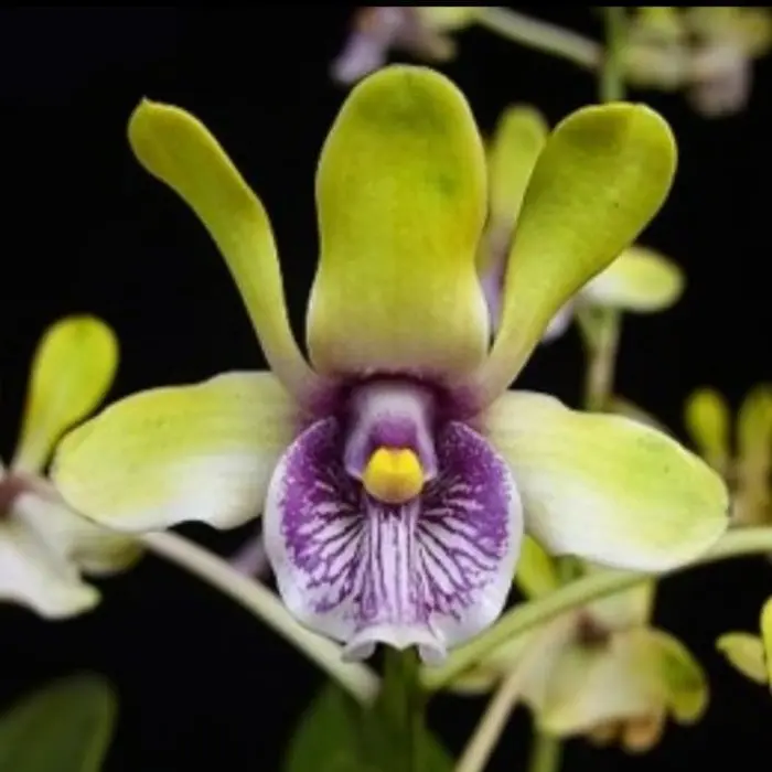 Tanaman Hias Anggrek Dendrobium Besi Remaja dengan Daun Sehat - Gambar, Batang, Bunga, Filter