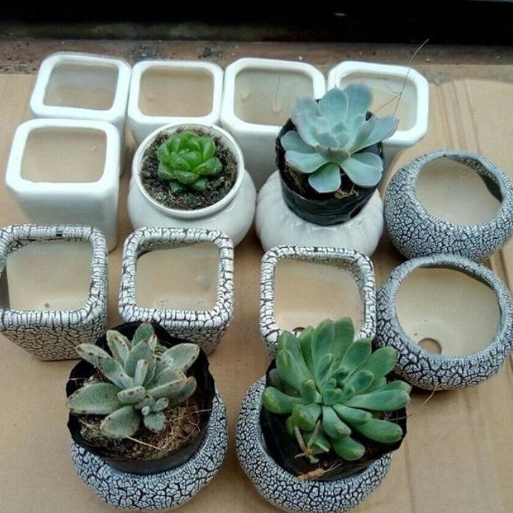 Chậu sứ nhỏ - chậu mini trồng sen đá, xương rồng / Chậu sứ mini