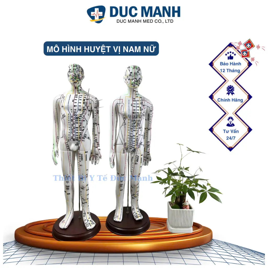 Mô hình châm cứu huyệt vị nam nữ - Mô hình đông y