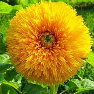 100 semillas de girasol, fáciles de plantar, ideales para jardinería en el balcón. Superfáciles de cultivar y germinar