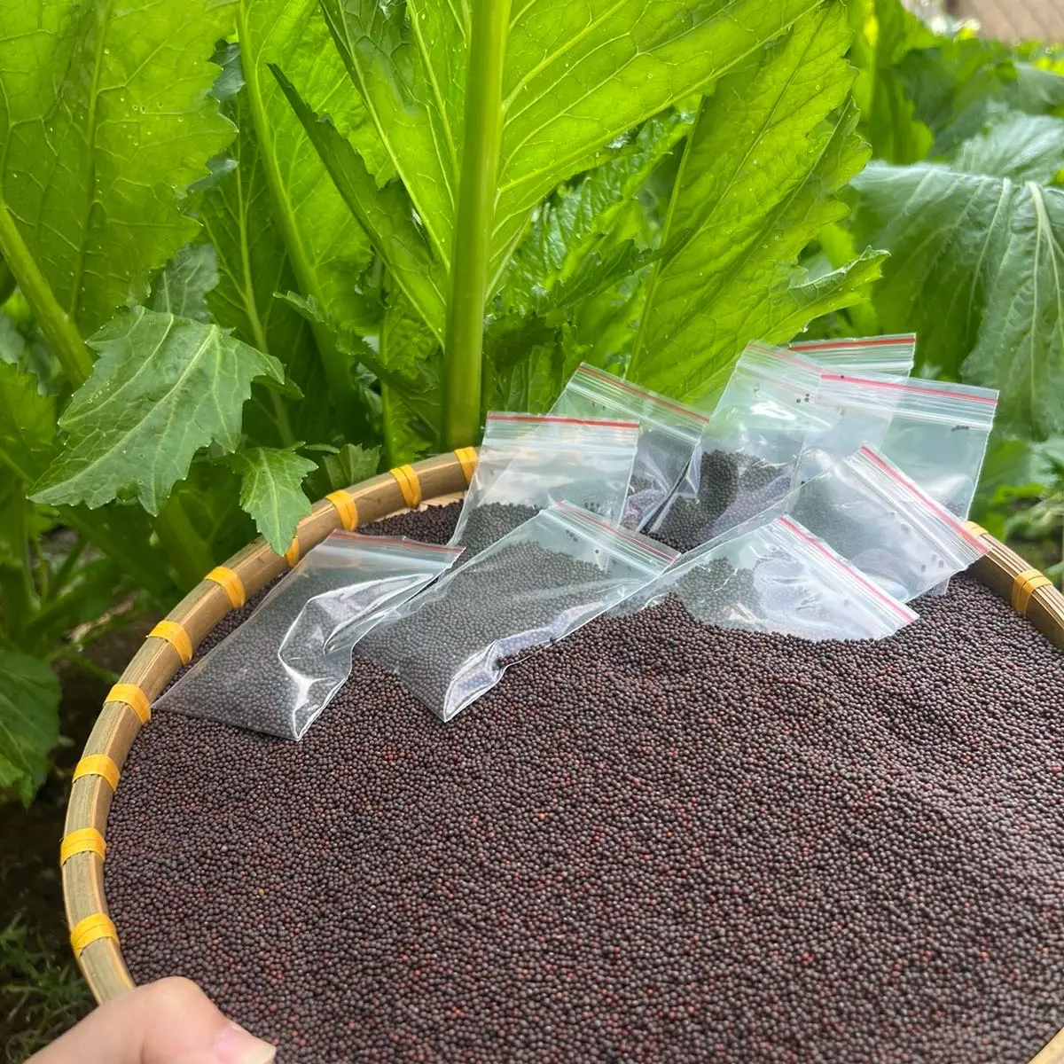 Hạt Cải Mèo Tây Bắc Trồng Quanh Năm - 10 Gói, 3 Miền - Chung Xứ Tuyên