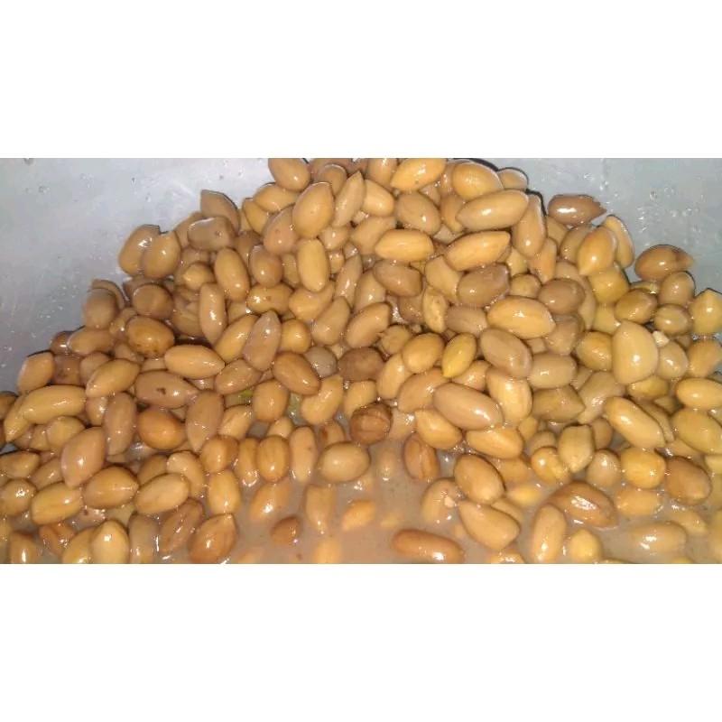 kacang presto 100 gram umpan mancing ikan bawal Galatama 2