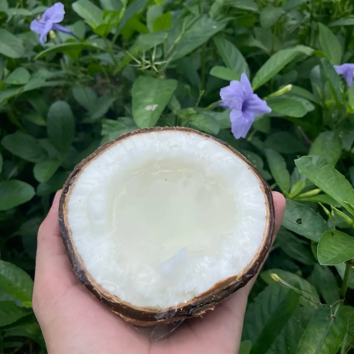 Trái dừa sáp khô loại 1 size trung [ từ 690g -990g khi lột sạch võ ]