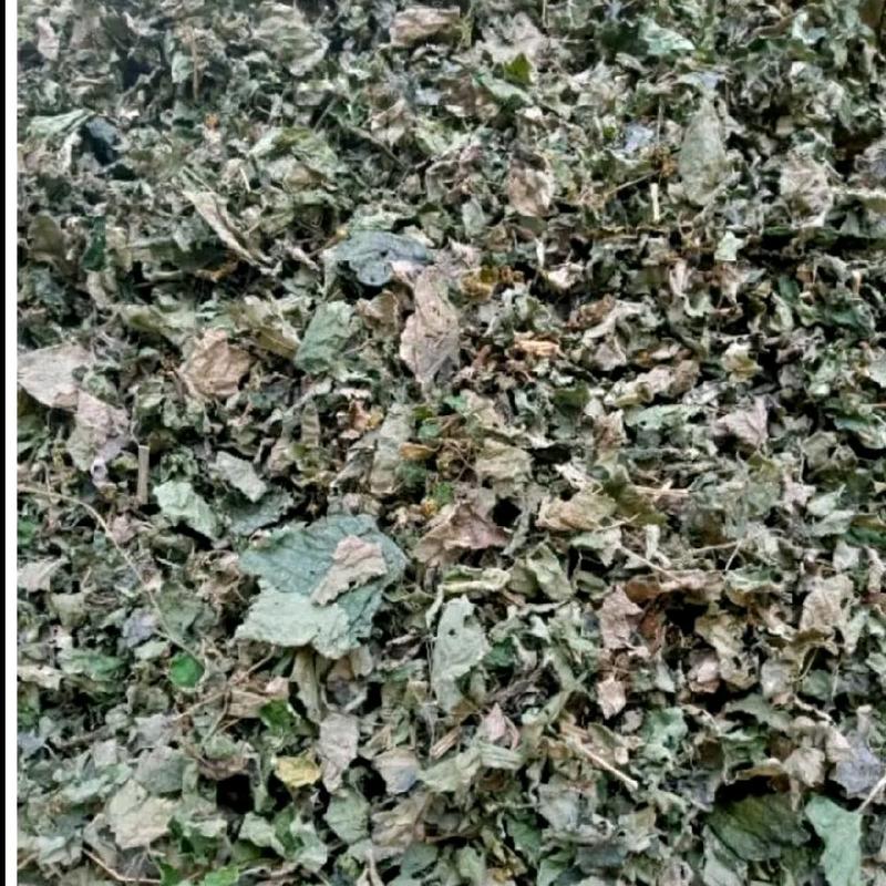 Daun jelatang kering atau pulus 100 gram - Shop | Tokopedia