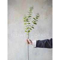 Gambar Daun Artificial Eucalyptus Silver Dollar Thin Spray (D22128) dari FlowerCornerID Kota Administrasi Jakarta Utara 4 Tokopedia