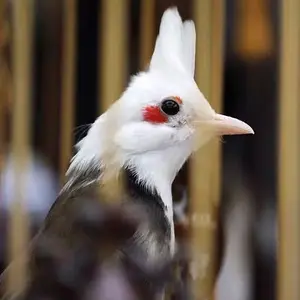 phụ kiện lồng chim 6868