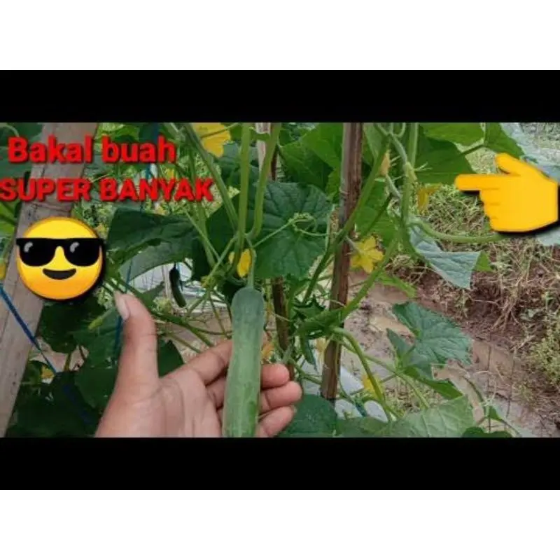 Benih Bibit Tanaman Timun BATARA F1 800 butir dan 150 butir dari Cap Panah Merah 2