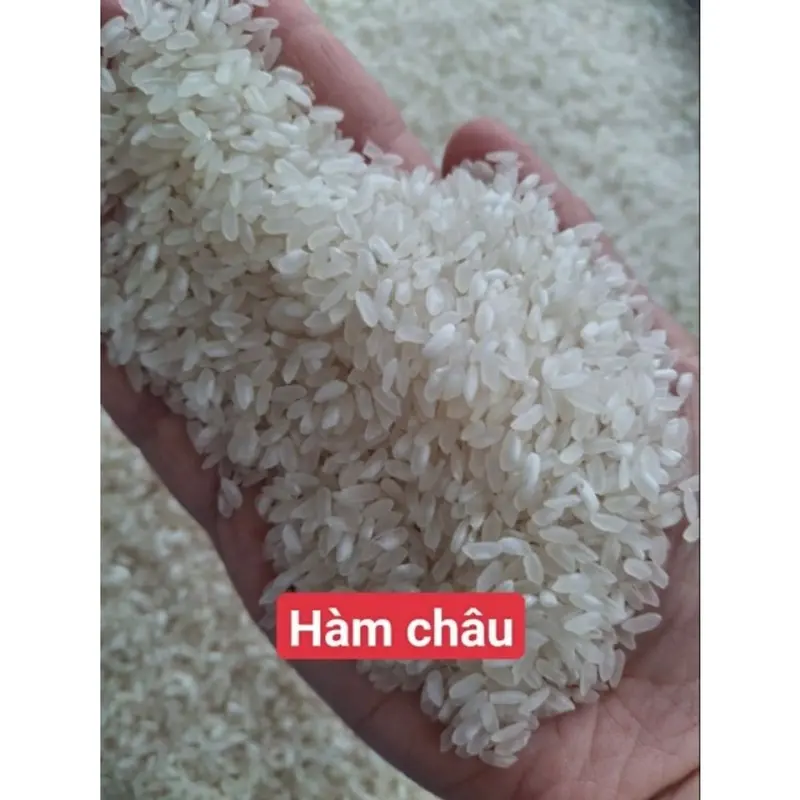 Gạo Nở Khô Xốp Hàm Châu - Gạo 504 - 10kg 1