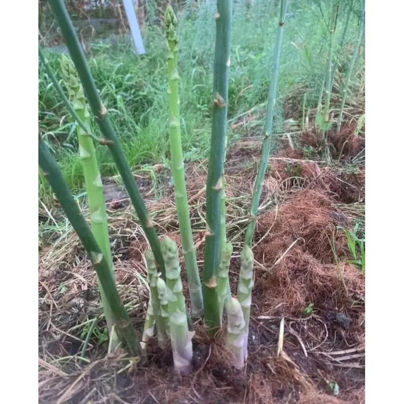 5gr Hạt giống măng tây xanh Trang Nông (tầm 150 hạt) 8