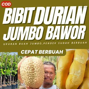 Bibit Durian Bawor Super Jumbo Okulasi Cepat Berbuah Genjah  Pohon Durian Bawor Asli Bergaransi Sertifikat