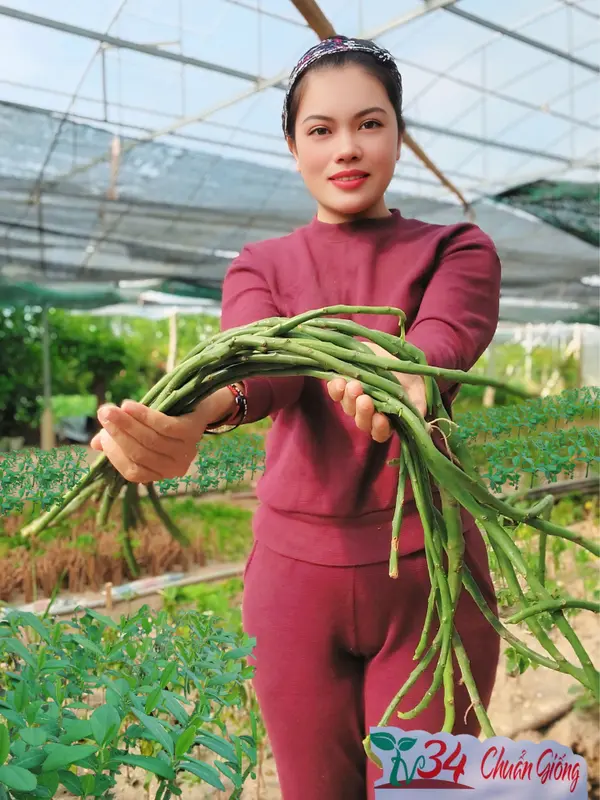 8 bầu cây CÂY THẠCH ANH (LÁ DẦY). Loại trưởng thành, trồng vườn, chậu, ban công, sân thượng, hữu cơ, dược tính cao, chuyên về U.N.G T.H. h.ọng và ức chế tế bào U.N.G T.H.U giống 5