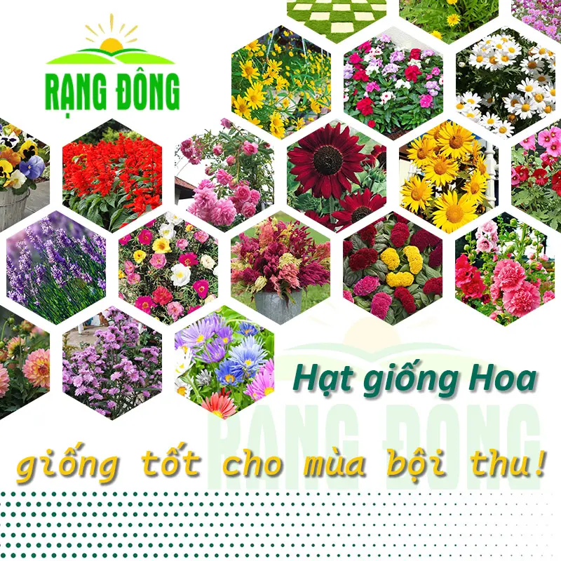 Hạt giống Hoa các loại, trồng chậu, mùa vụ quanh năm, giống hoa dễ chăm sóc - Hạt giống Rạng Đông
