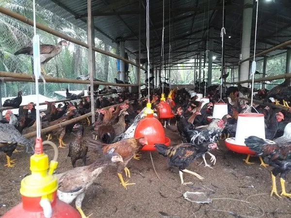Máng uống nước tự động cho gà vịt Tín Phát, mã TP02, nhựa nguyên sinh cao cấp loại 1 bền đẹp 5