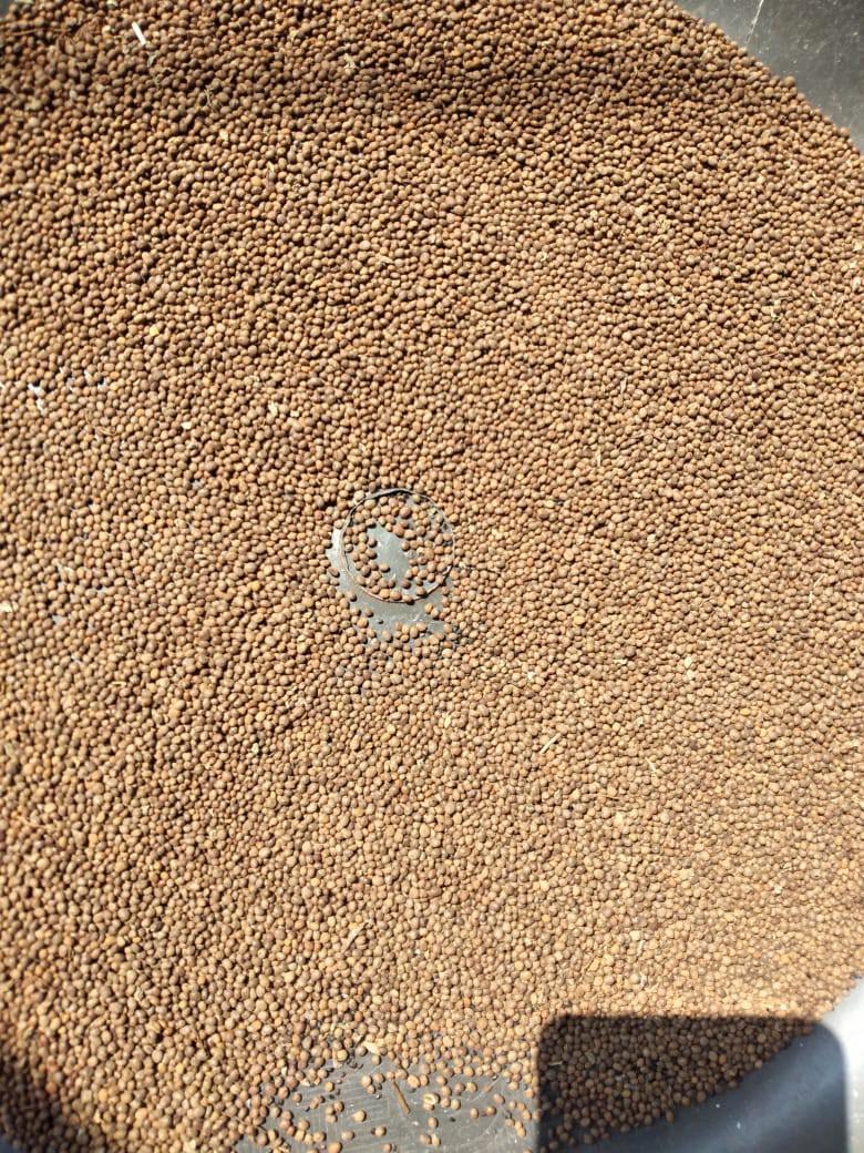 1.000 BIJI - BENIH LOBAK DAUN LALAP UNGGUL PILIHAN