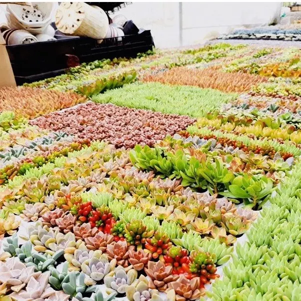 Sen đá mini 84 cây mix nhiều loại SONDA GARDEN (Quà tặng trên live) cây sen đá, sen đá đẹp trang trí nhà cửa 6
