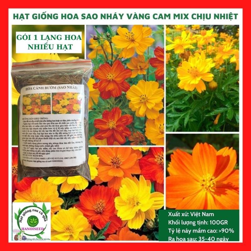  Hạt giống hoa sao nhái GÓI 1 LẠNG  100g  màu vàng cam  Hoa cánh bướm - 