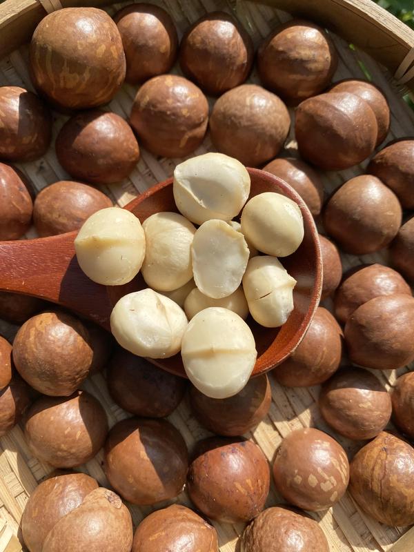 Nhân hạt Macca Đắk Lắk đã sấy Food Nuts