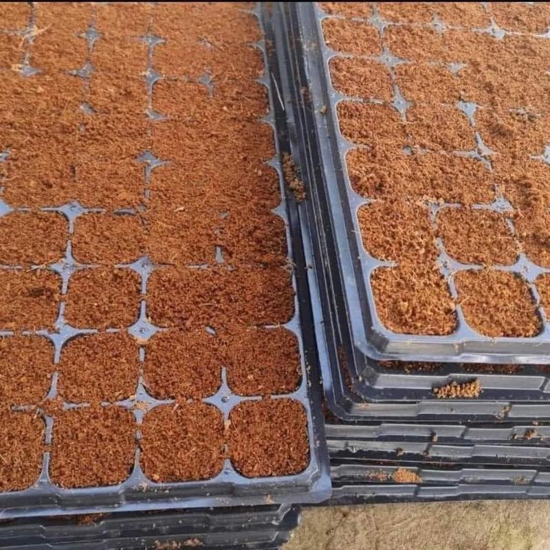 10 khay ươm hạt giống chỉ có 100k chất liệu nhựa dẻo - TikTok Shop Vietnam