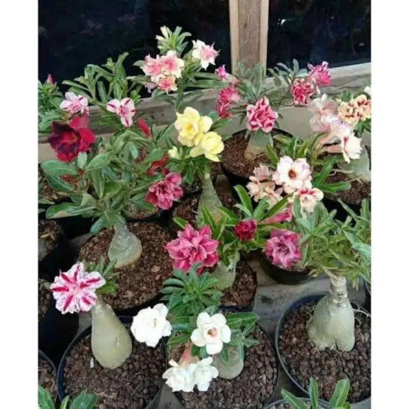 ( BISA COD ) PROMO! Tanaman Bunga Adenium Kamboja Jepang Bunga Tumpuk Tanaman Hias Adenium Kemboja Jepang Bunga Hias Cambodja Jepang Pohon Adenium Bunga Kambodja Jepang Media Plastik Pot  Jam Meja 3