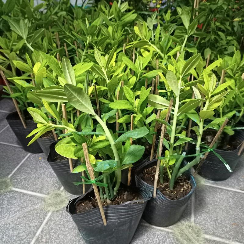 (tặng gói ra rễ) Chậu cây thạch anh có 4-5-6 cây