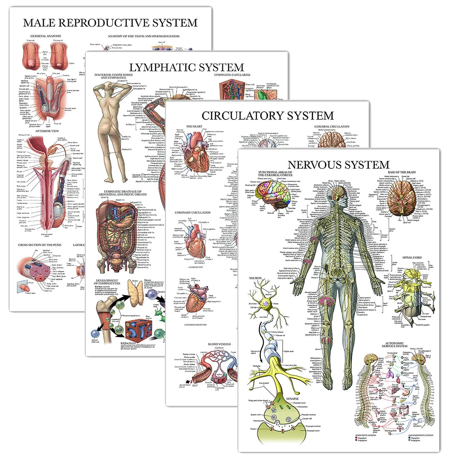 Anatomy Poster, 4 Counts/set School Anatomy Chart Poster, Circulatory System, Lymphatic System, Reproductive System, Neurological System Anatomy Chart Poster