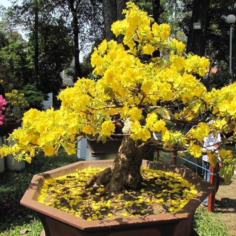 Vua Kích Hoa NaNo+ - Kích thích hoa nở đồng loạt, bông to, bền màu, lâu tàn cho hoa Hồng, hoa Lan, hoa giấy, hoa mai, Cẩm Tú cầu, hoa cúc 8