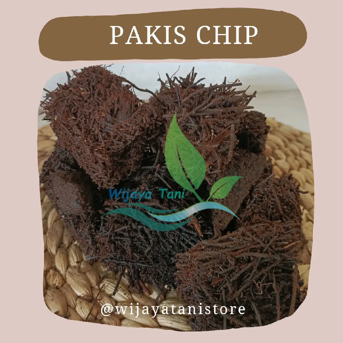 Pakis Chip Pakis Kotak Media Tanam Anggrek