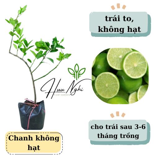 Cây giống chanh không hạt lỡ (choai), cây chiết nhánh, cây chanh không hạt