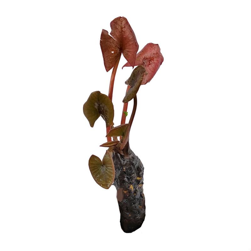 cây thủy sinh sen thái đỏ - cây thủy sinh trang trí bể thủy sinh