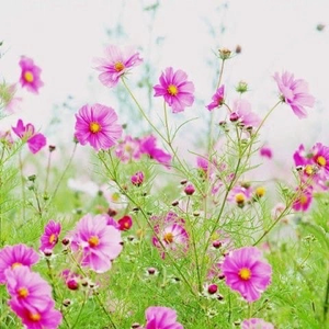 Hạt giống xinh 94