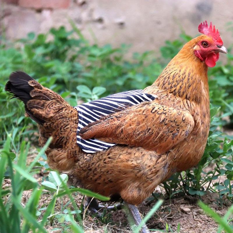Product Introduction of Waterproof funny pet products hen feather protective cover 14