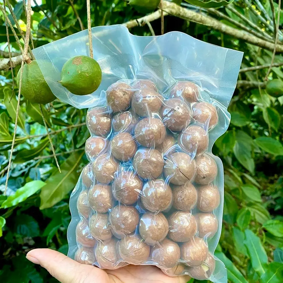 500gr Hạt Macca Đăk Lăk size Trung Túi Zip (Size 23-27mm) Snack Food