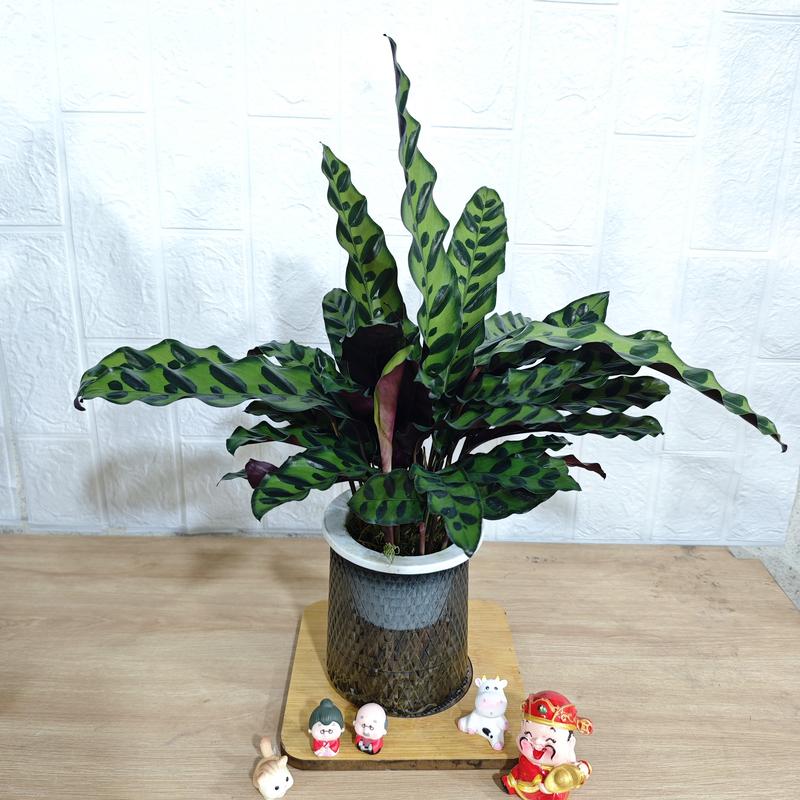 Các mẫu cây thuỷ sinh+bình thuỷ tinh (trầu bà ,vạn lộc,kim tiền...vv) 9