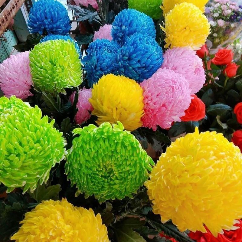 Nước nhuộm hoa tươi The Sodium Israel đổi màu theo ý muốn (Chai 1L nhuộm hơn 250 bông) gồm 12 màu cơ bản 5