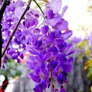 10granos Semillas EnredaderaJadeRoto HojasdeCorazónVerde FloresAromáticas IdealparaMurosyPérgolas