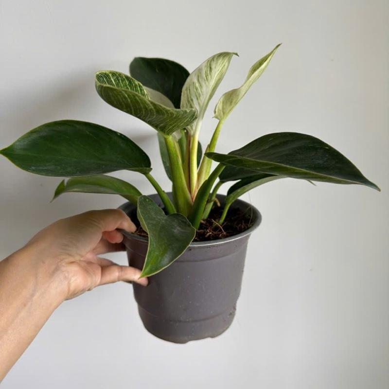 Cây Trầu bà Đế Vương Kim Cương - Cây cảnh để bàn - cây phong thủy trồng trong nhà, kiểng lá trang trí nội thất - Lọc không khí 1