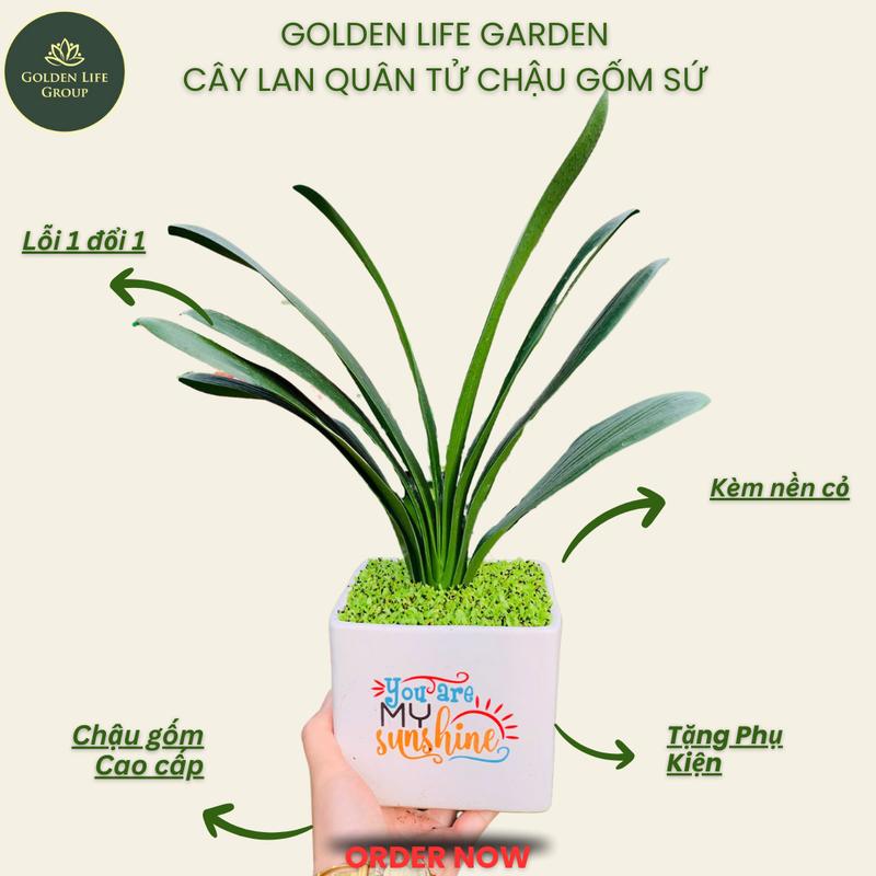 Cây Lan Quân Tử kèm chậu chậu sứ giao ngẫu nhiên - Trang trí nhà cửa - Chăm tốt sớm ra hoa đẹp - Decor không gian xanh