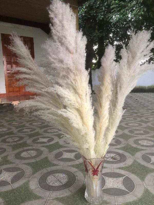 Combo 5 hoa cỏ lau khô trang trí nhà cửa, quán cafe, chụp ảnh HK011 Decor Phòng