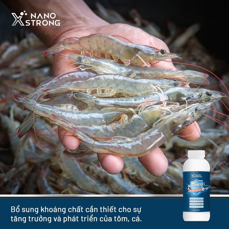 Product Introduction of Nano khoáng (nano minerals) Nano Xstrong - bổ sung khoáng, xử lý cong thân, mềm vỏ, đục cơ 1000mL 5