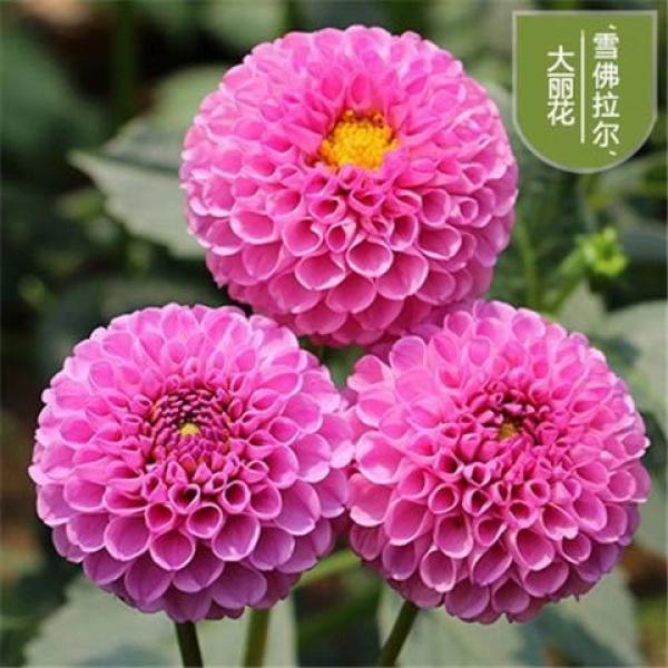 SG Stock 🍁50pack Imported Easy To Grow Perennial Sunflower Seeds Balcony Potted Garden Flowers🌹 7